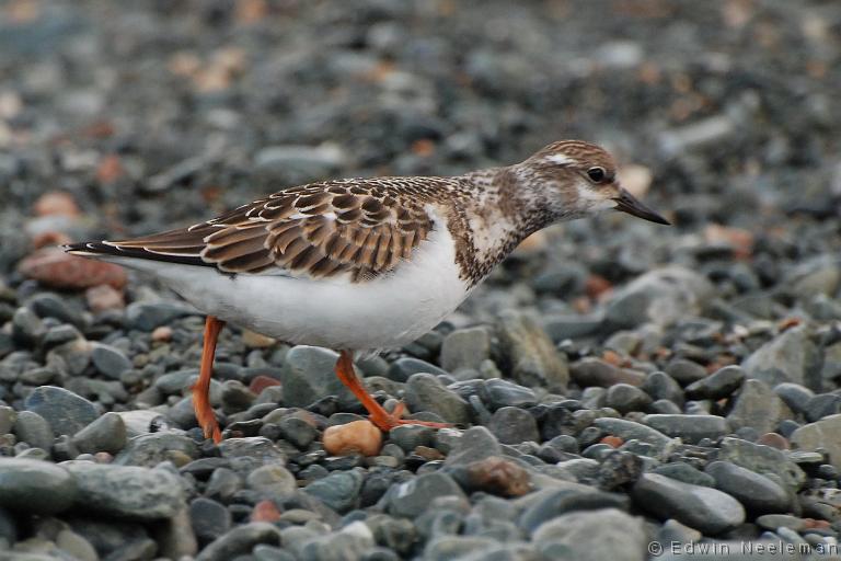 ENE-20080829-0015.jpg - [nl] Steenloper ( Arenaria interpres ) | Sleepy Cove, Crow Head, Twillingate, Newfoundland, Canada[en] Turnstone ( Arenaria interpres ) | Sleepy Cove, Crow Head, Twillingate, Newfoundland, Canada